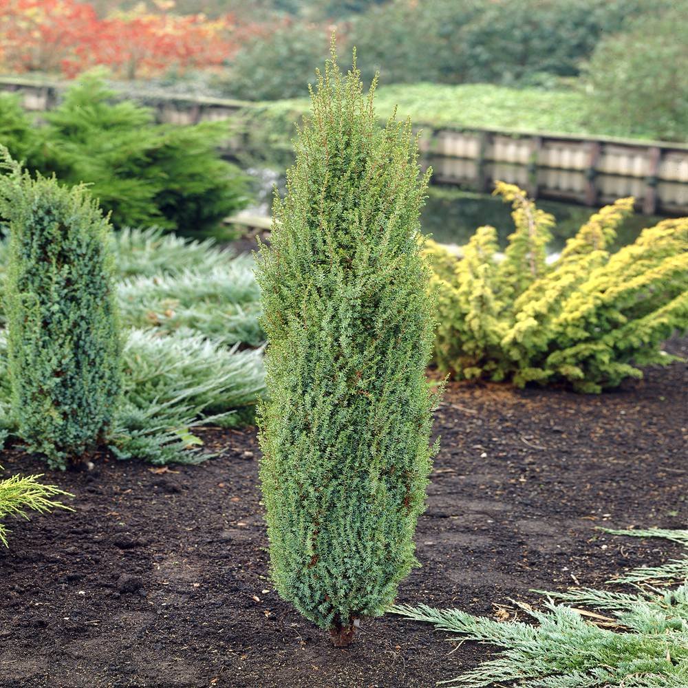 Juniperus communis 'Arnold'